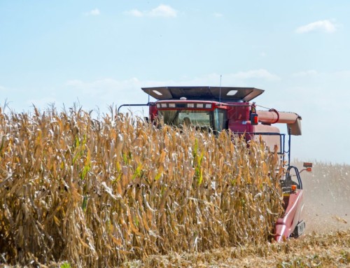 2024 Final County Yields