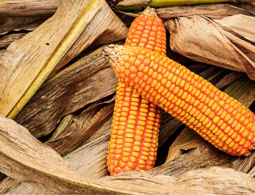 2024 Final County Yields