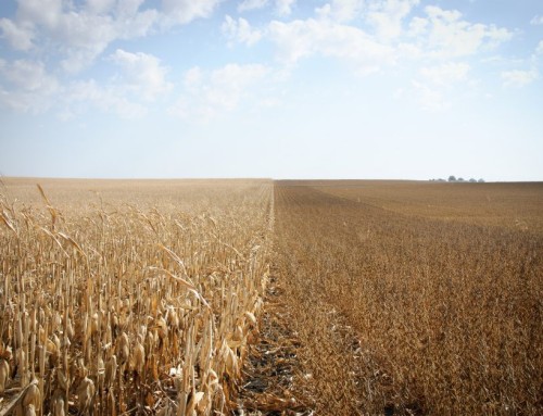 2026 Expected County Yields