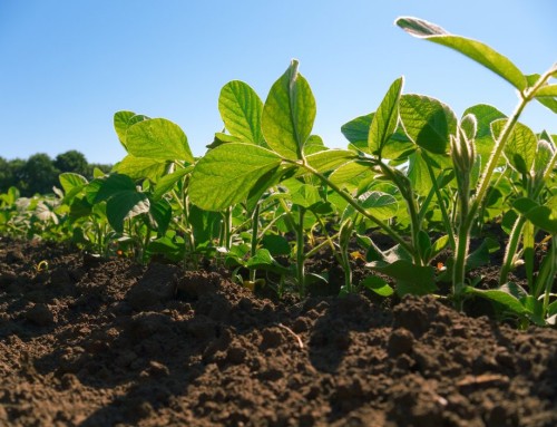 New Crop Insurance Product for 2026: MCO